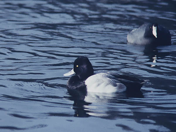 Pikkulapasotka, Lesser Scaup, Aythya affinis